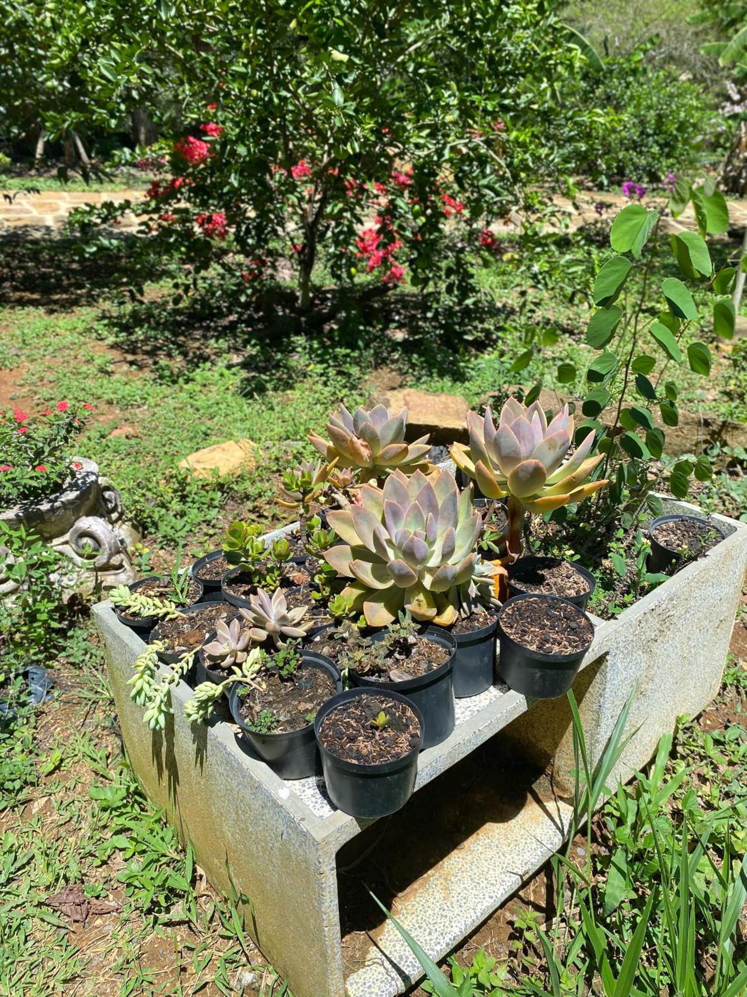 Hostal Villa San Rafael Barichara Ngoại thất bức ảnh