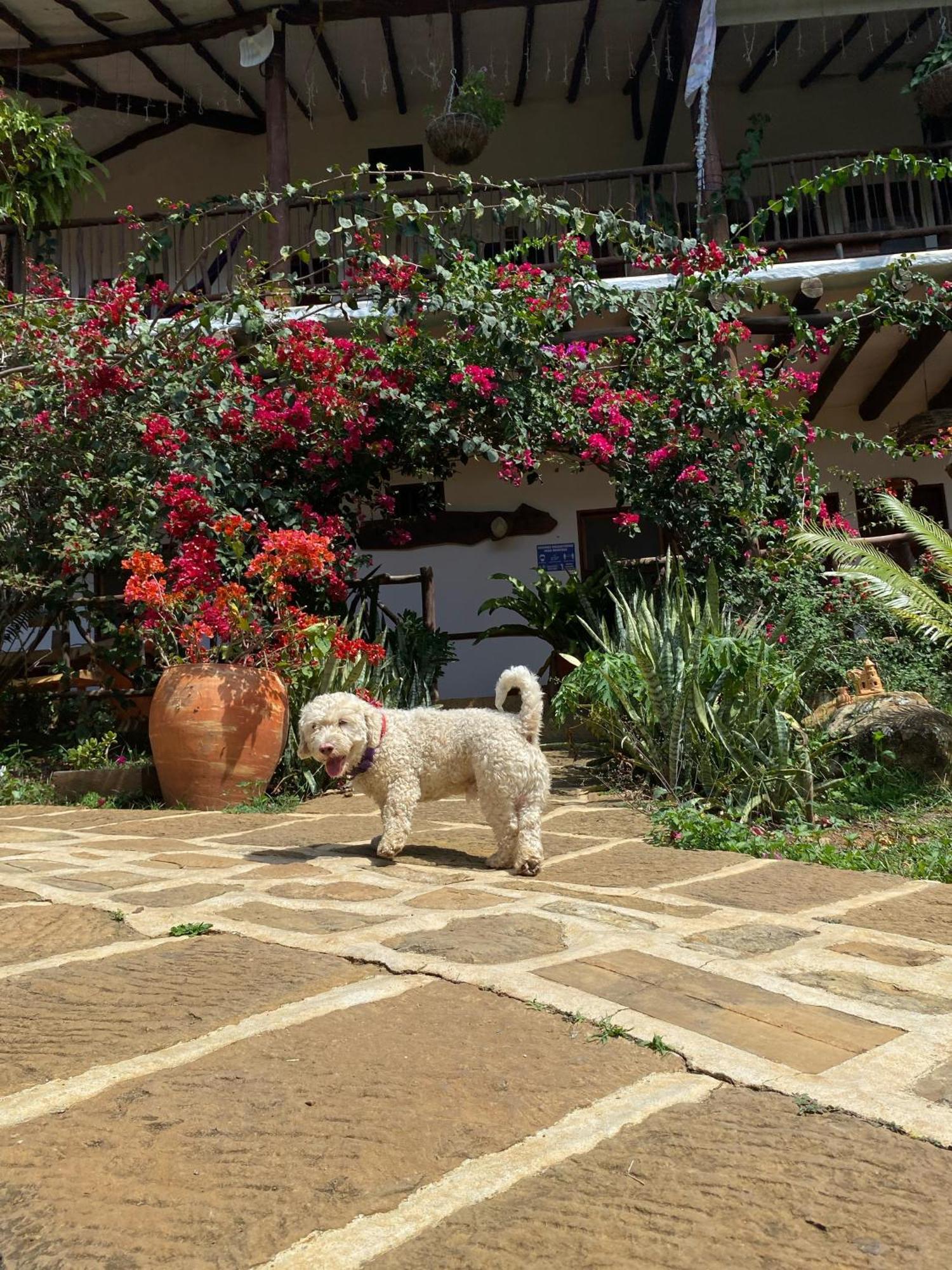 Hostal Villa San Rafael Barichara Ngoại thất bức ảnh